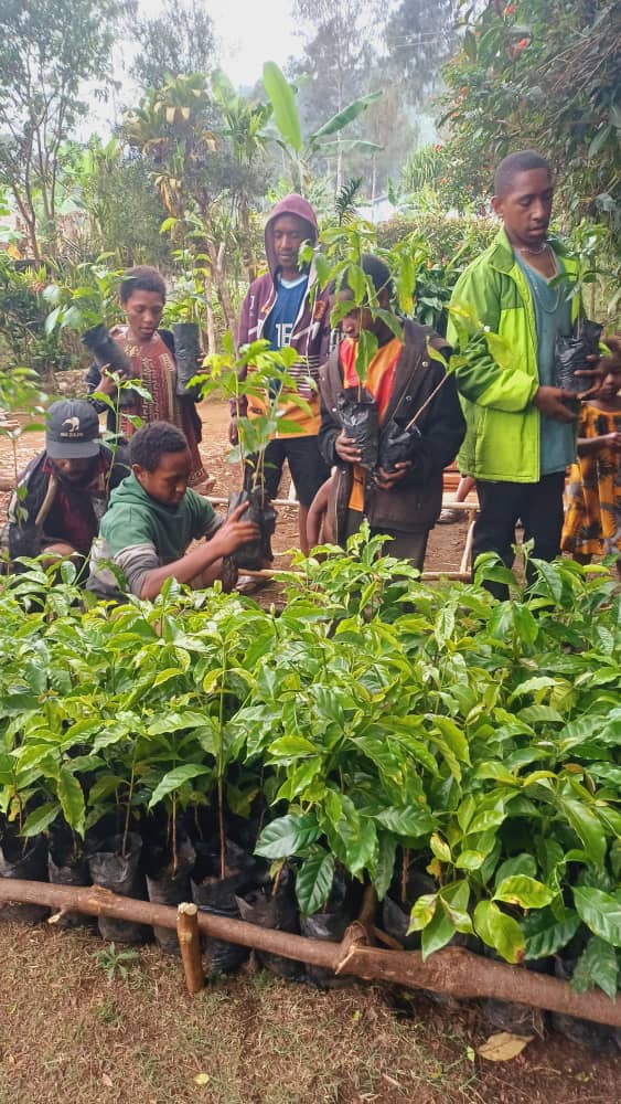 Walume Highland Coffee Nursery and Grower Field Work